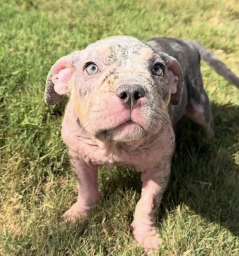 Vet's Discovery About Rescue Pup Leaves Foster Mom Speechless